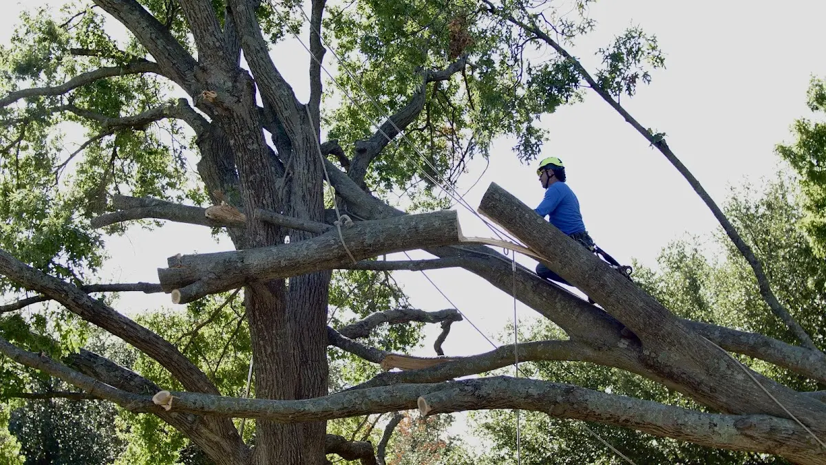 Professional Hazardous Tree Removal performed by certified arborists in Burnett