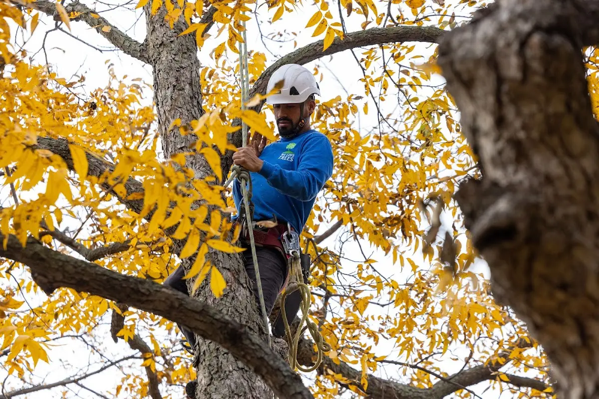 Skilled Dead Tree Removal crew working in Burnett